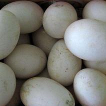 鹅蛋！农家散养新鲜鹅蛋，质量保证！