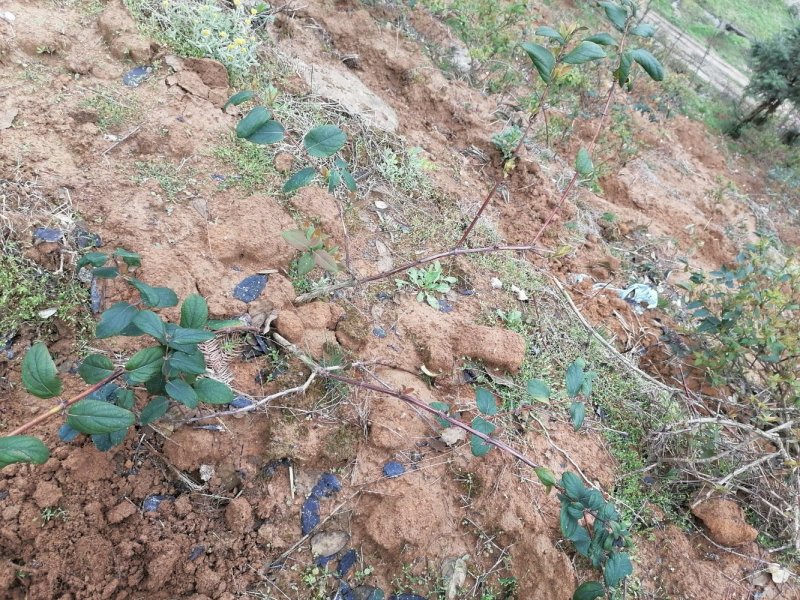 湘蕾金银花种苗湖南邵阳隆回