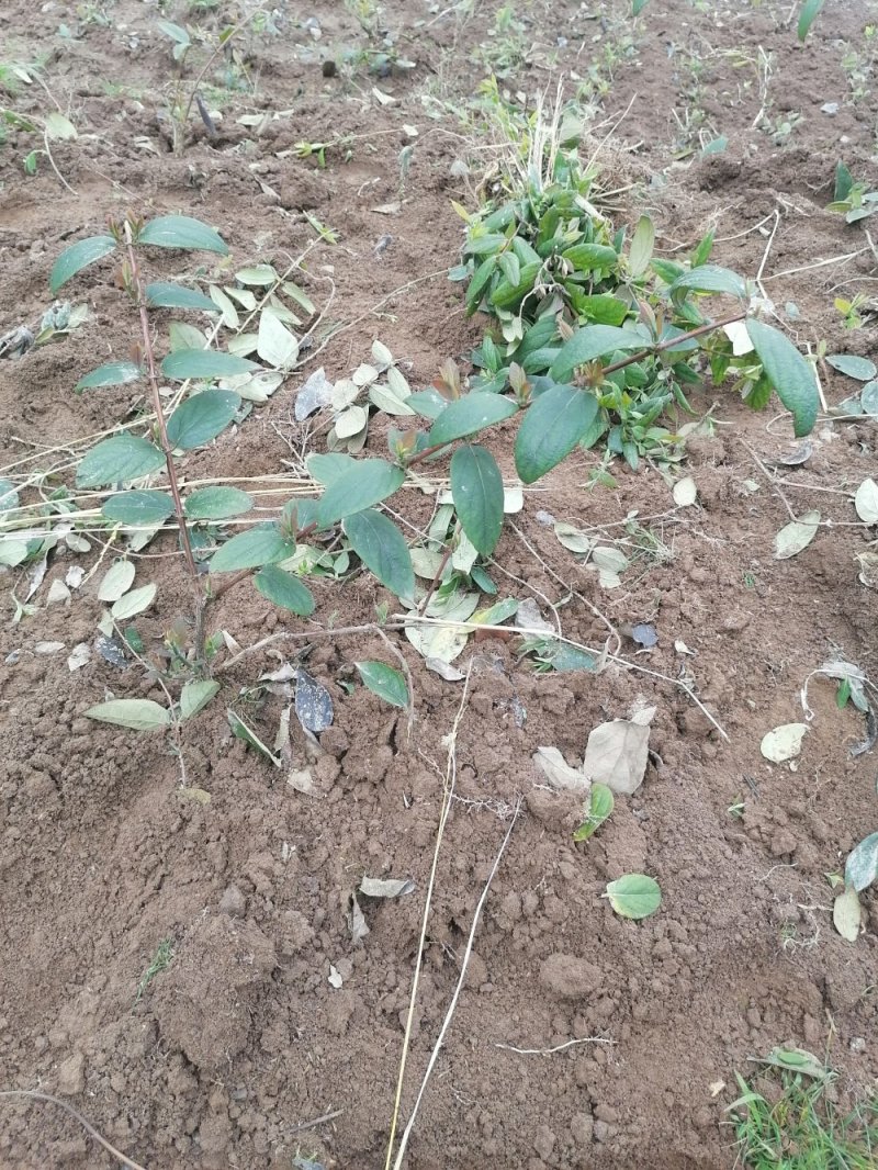 湘蕾金银花种苗湖南邵阳隆回
