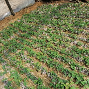 湘蕾金银花种苗湖南邵阳隆回