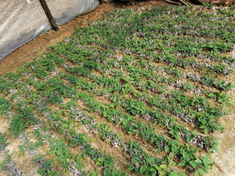 湘蕾金银花种苗湖南邵阳隆回
