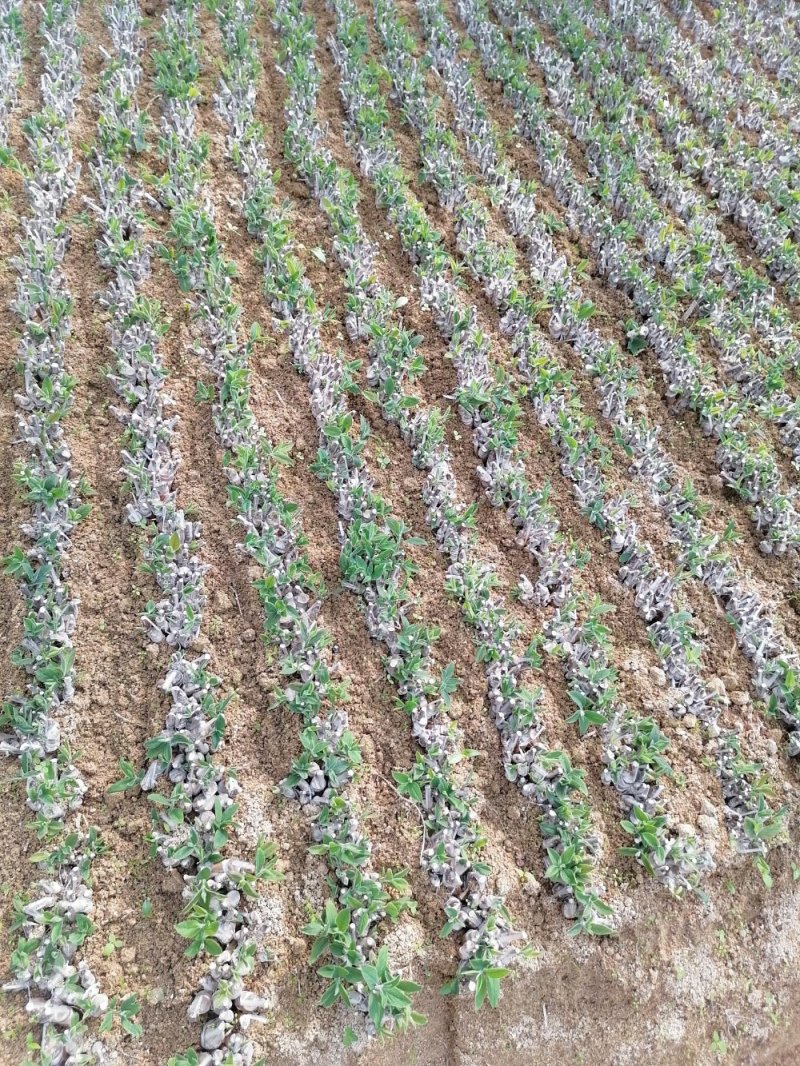 湘蕾金银花种苗湖南邵阳隆回