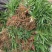 金娃娃萱草金娃娃萱草工程苗基地直发量大从优