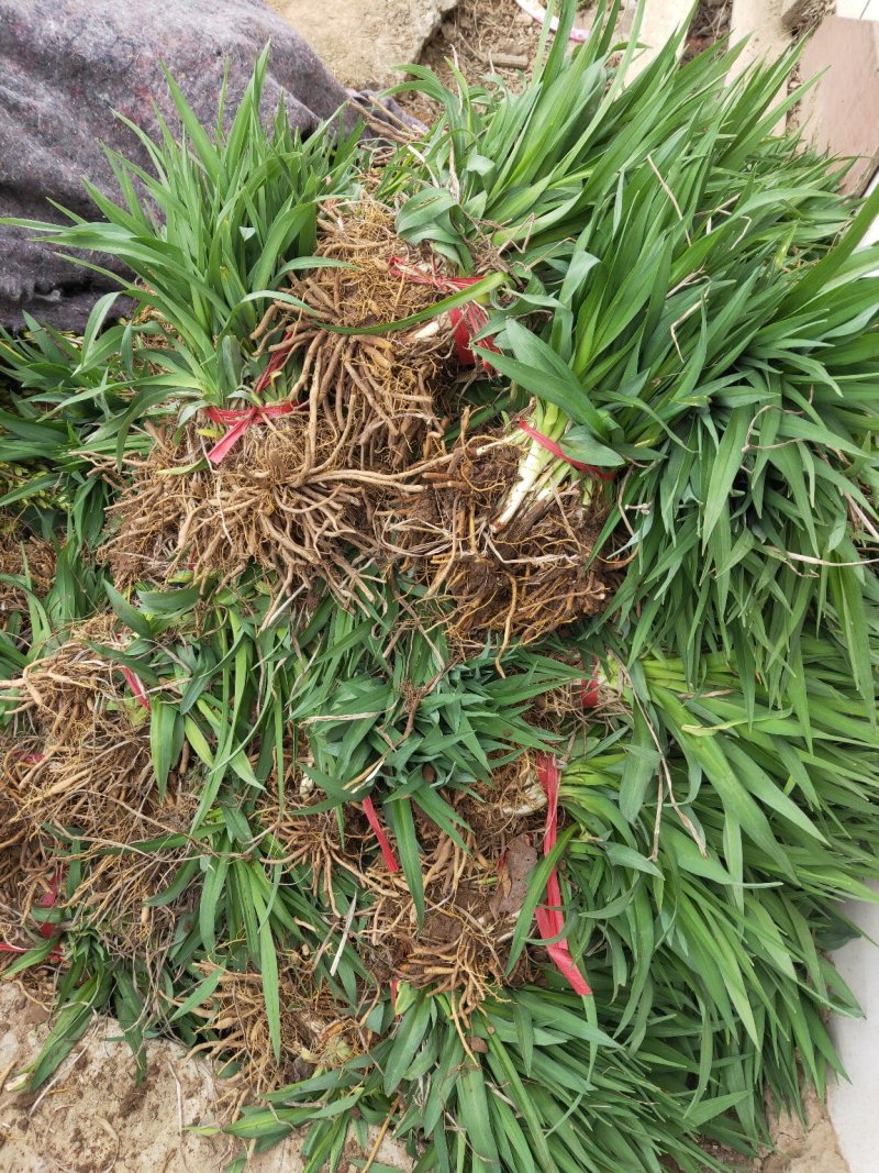 金娃娃萱草金娃娃萱草工程苗基地直发量大从优