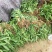 金娃娃萱草金娃娃萱草工程苗基地直发量大从优