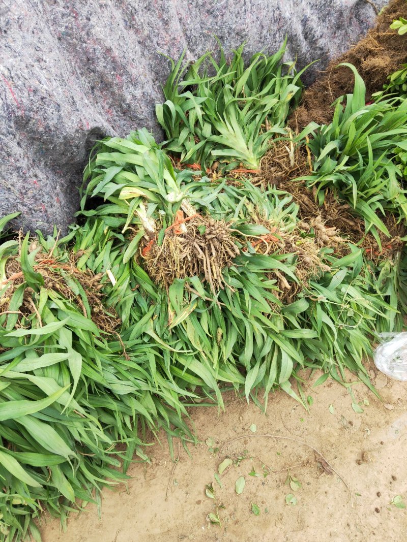 金娃娃萱草金娃娃萱草工程苗基地直发量大从优