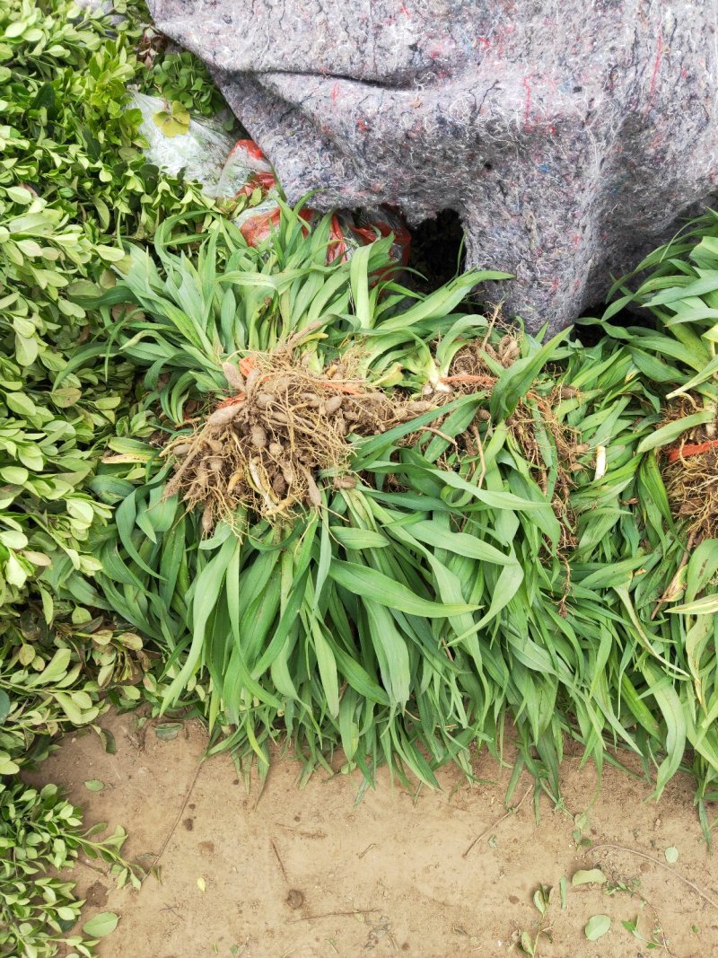 金娃娃萱草金娃娃萱草工程苗基地直发量大从优