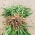 金娃娃萱草金娃娃萱草工程苗基地直发量大从优
