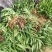金娃娃萱草金娃娃萱草工程苗基地直发量大从优