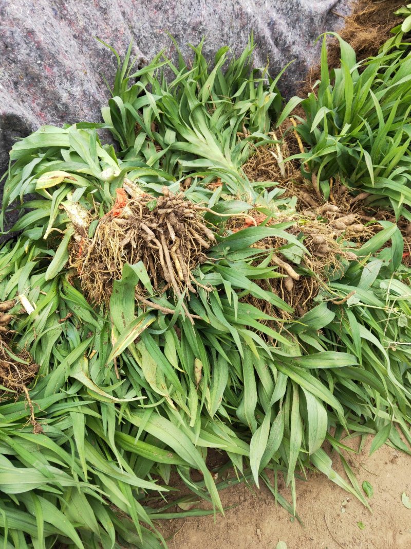 金娃娃萱草金娃娃萱草工程苗基地直发量大从优