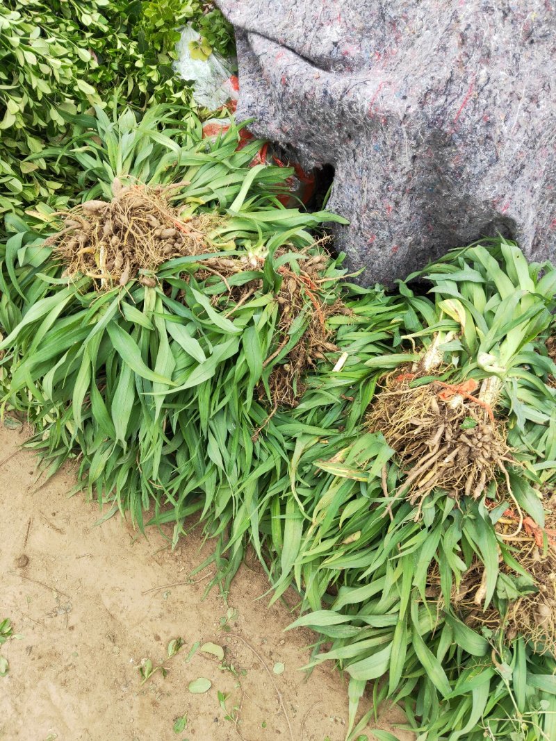 金娃娃萱草金娃娃萱草工程苗基地直发量大从优