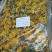 黄菊花黄贡菊农产品干品药材