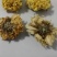 黄菊花黄贡菊农产品干品药材