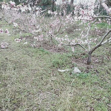 占地桃树，精品桃树，品种桃树