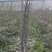 占地桃树，精品桃树，品种桃树