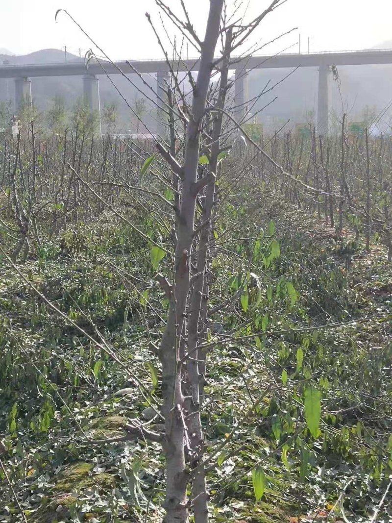 占地桃树，精品桃树，品种桃树