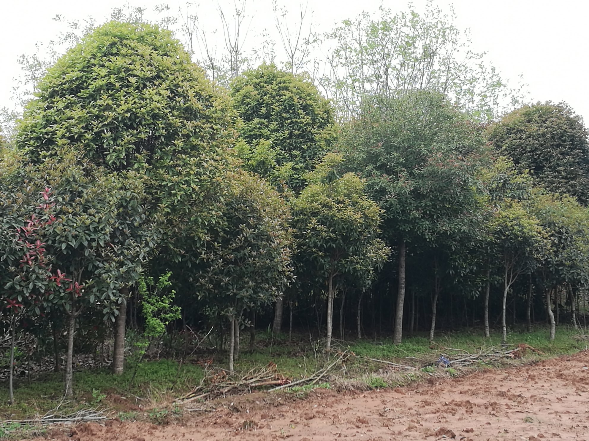 一片人工种植的小叶紫檀林位于丘陵地带,树木整齐排列,高度约2-3米,新叶嫩绿,阳光洒落在林间,地面覆盖枯叶与少量杂草,远处有护林员巡查身影,体现生态保护与可持续发展的结合 小叶紫檀人工林远景图
