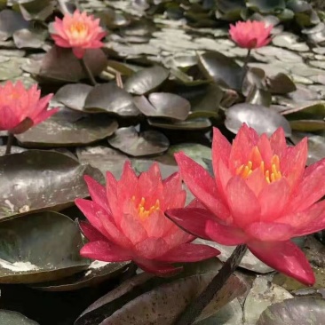 水生植物荷花苗，睡莲小香蒲