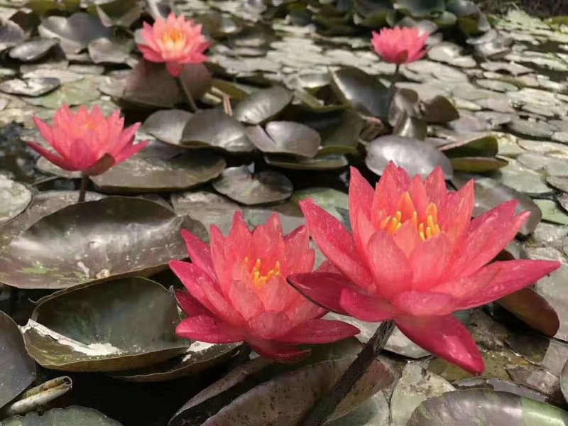 水生植物荷花苗，睡莲小香蒲