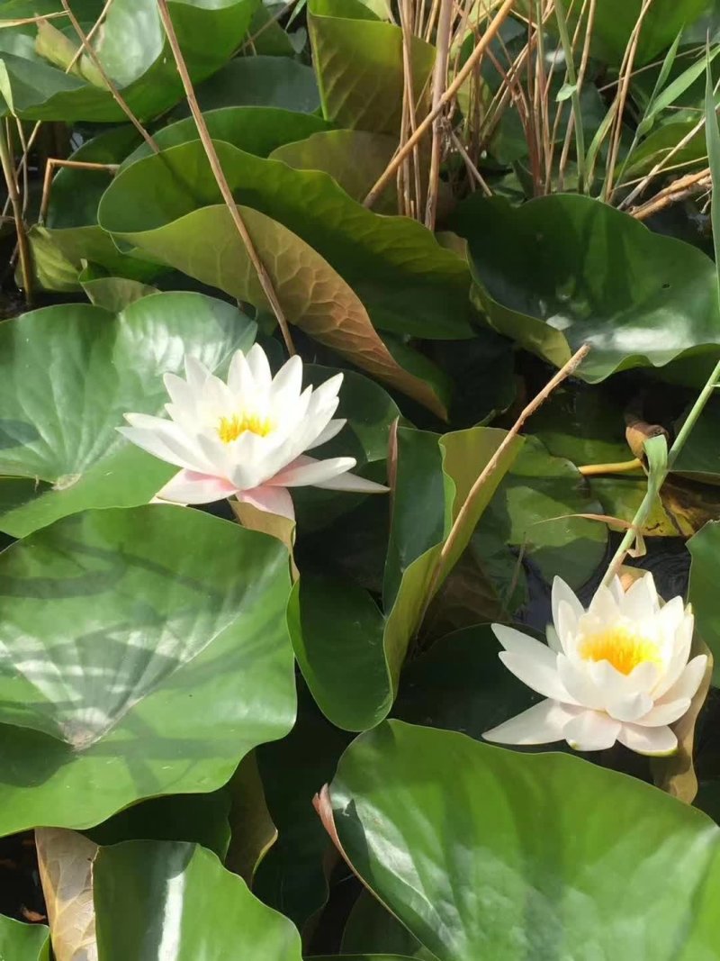 水生植物荷花苗，睡莲小香蒲