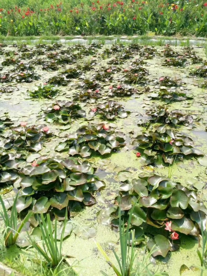 水生植物荷花苗，睡莲小香蒲