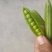 豌豆角