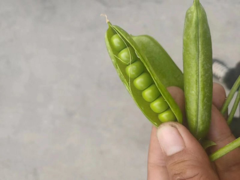 豌豆角