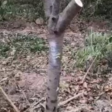 占地桃树，精品桃树，品种桃树