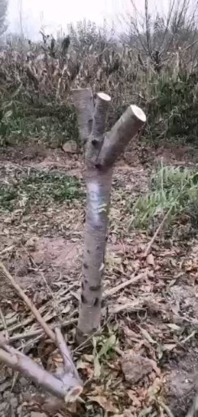 占地桃树，精品桃树，品种桃树