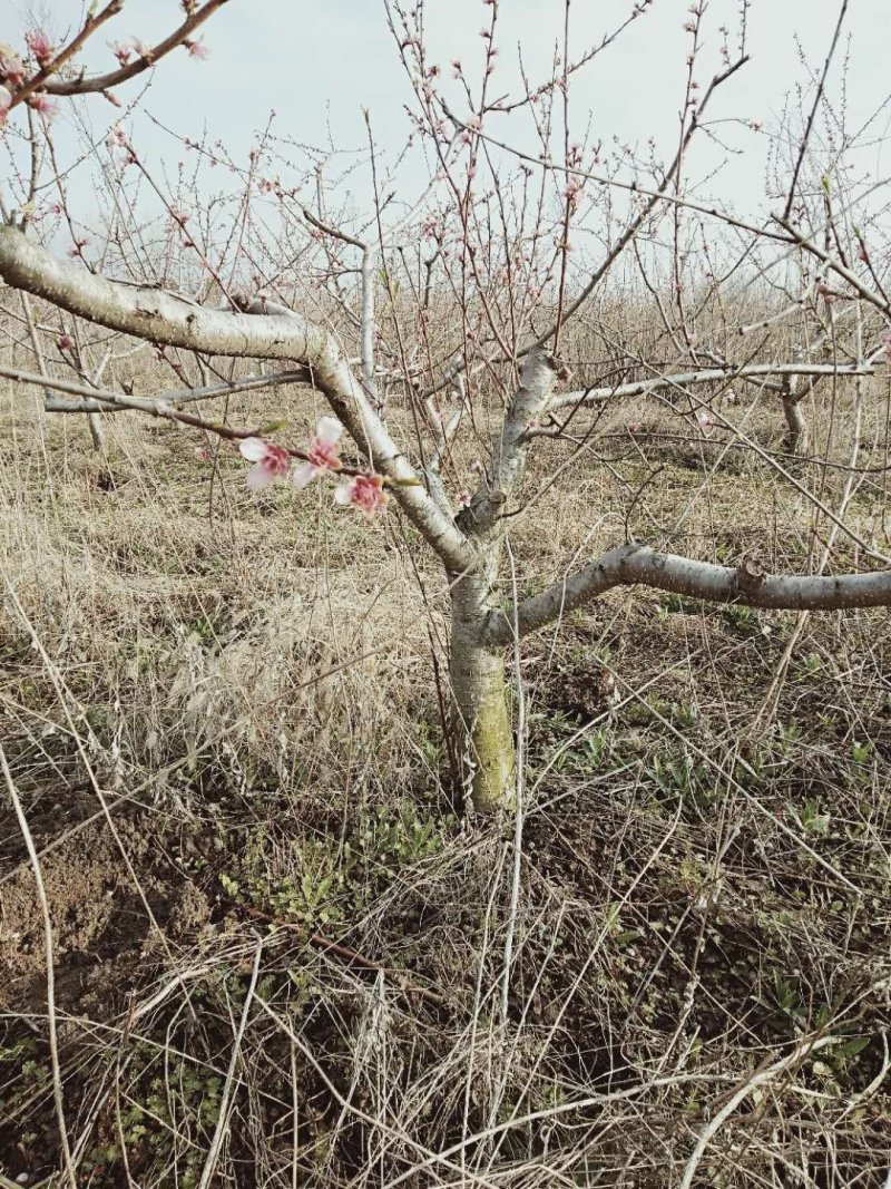占地桃树，精品桃树，品种桃树