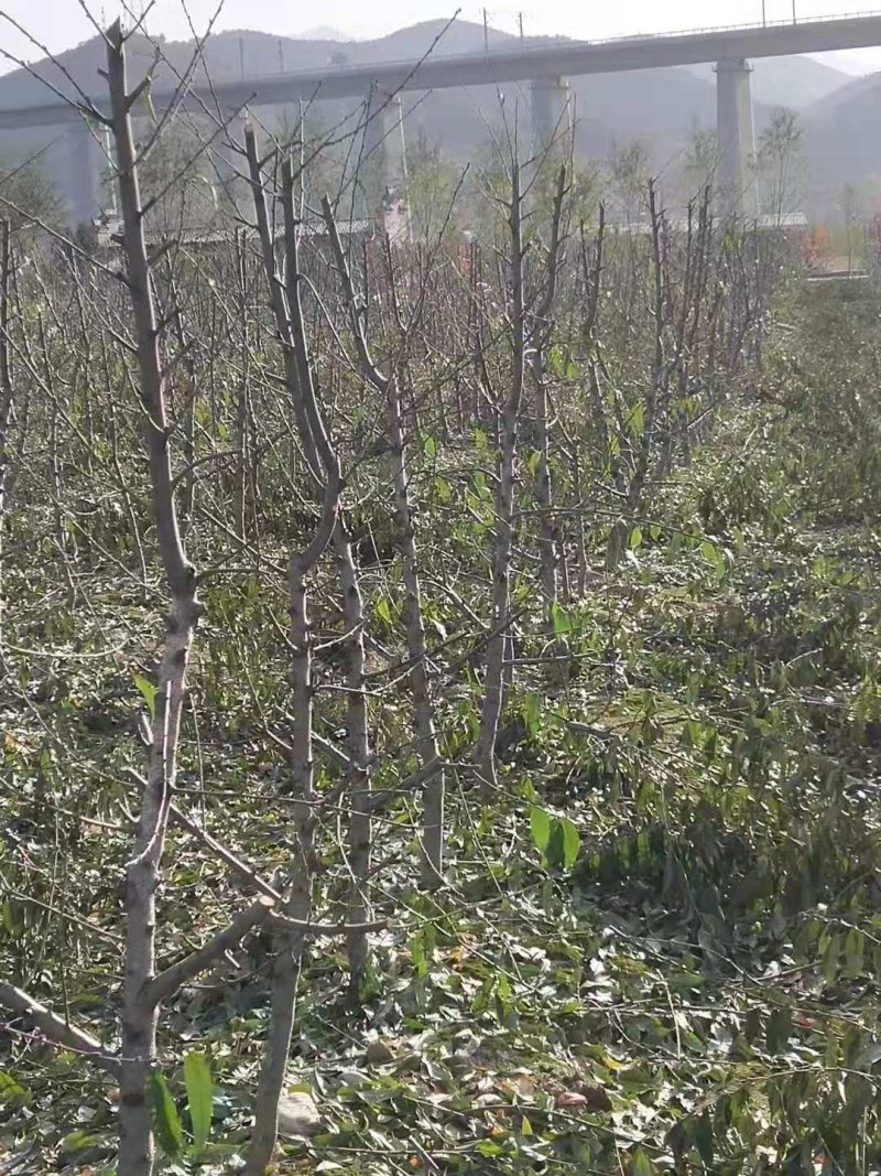 占地桃树，精品桃树，品种桃树