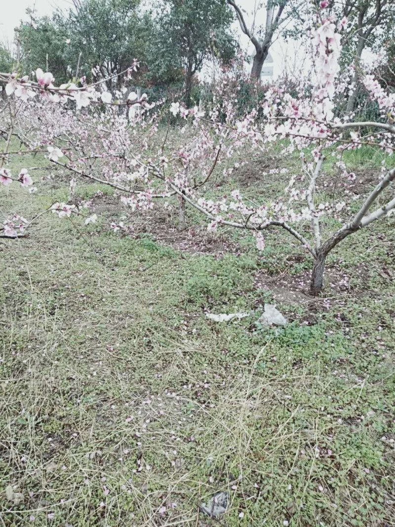 占地桃树，精品桃树，品种桃树