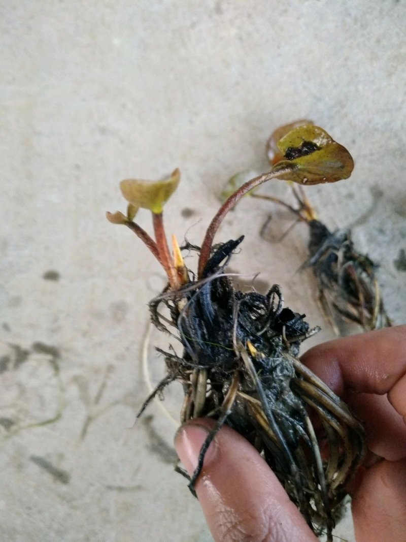 水生植物荷花苗，睡莲小香蒲