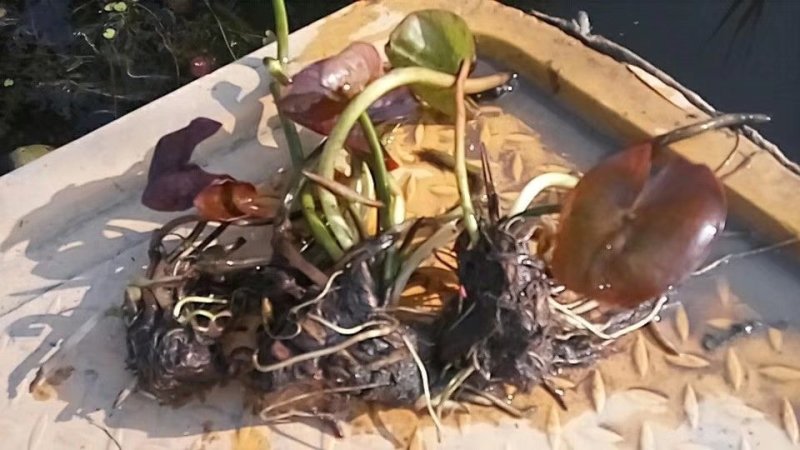 水生植物荷花苗，睡莲小香蒲
