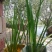 水生植物荷花苗，睡莲小香蒲