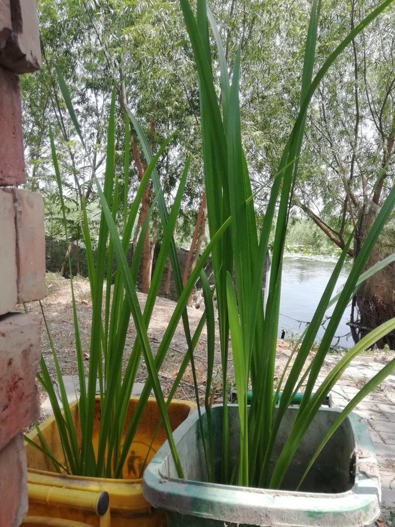 水生植物荷花苗，睡莲小香蒲