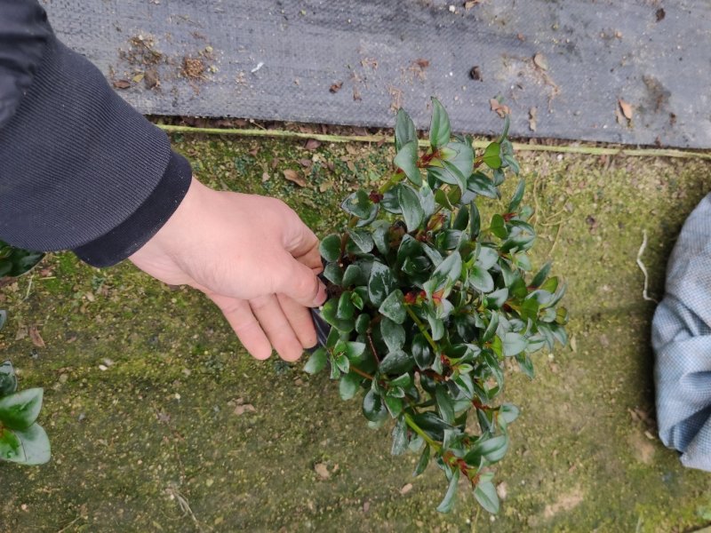 金鱼花吊兰植物花卉盆栽室内四季常青开花不断好养办公桌面小