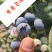 产地直供北陆蓝丰来柯西杜克一件代发