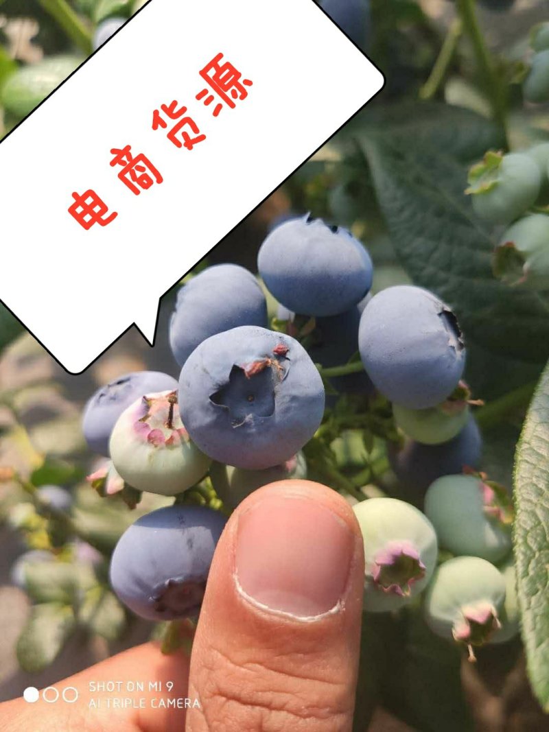 产地直供北陆蓝丰来柯西杜克一件代发