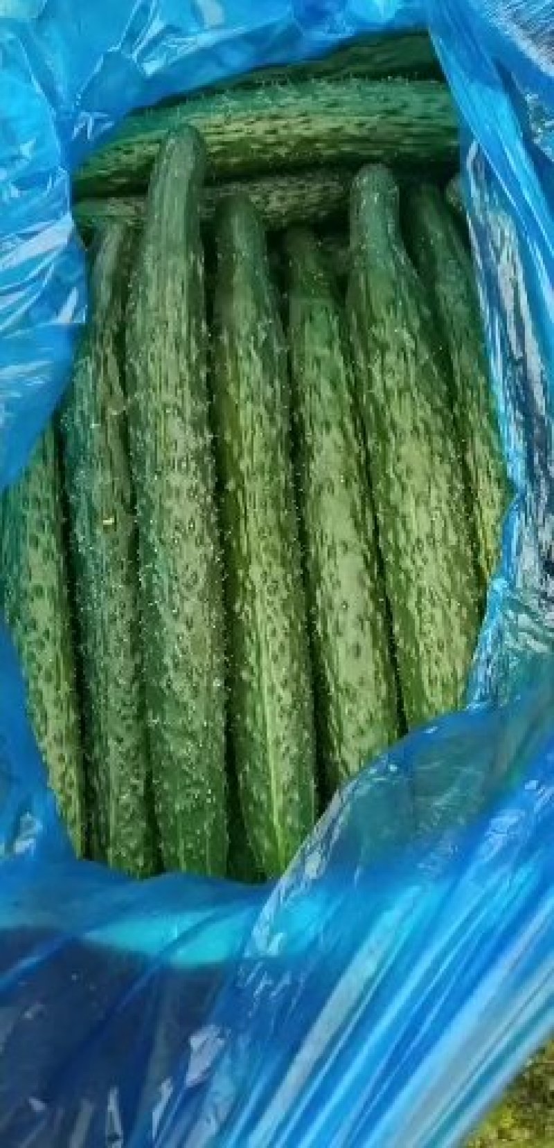 【热卖中】鲜花带刺黄瓜货源充足保质保量全国发货
