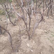 占地葡萄树，一年生品种葡萄苗