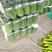 大量供应绿皮小冬瓜，产地直销，一手货源，超市专供。