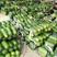 大量供应绿皮小冬瓜，产地直销，一手货源，超市专供。