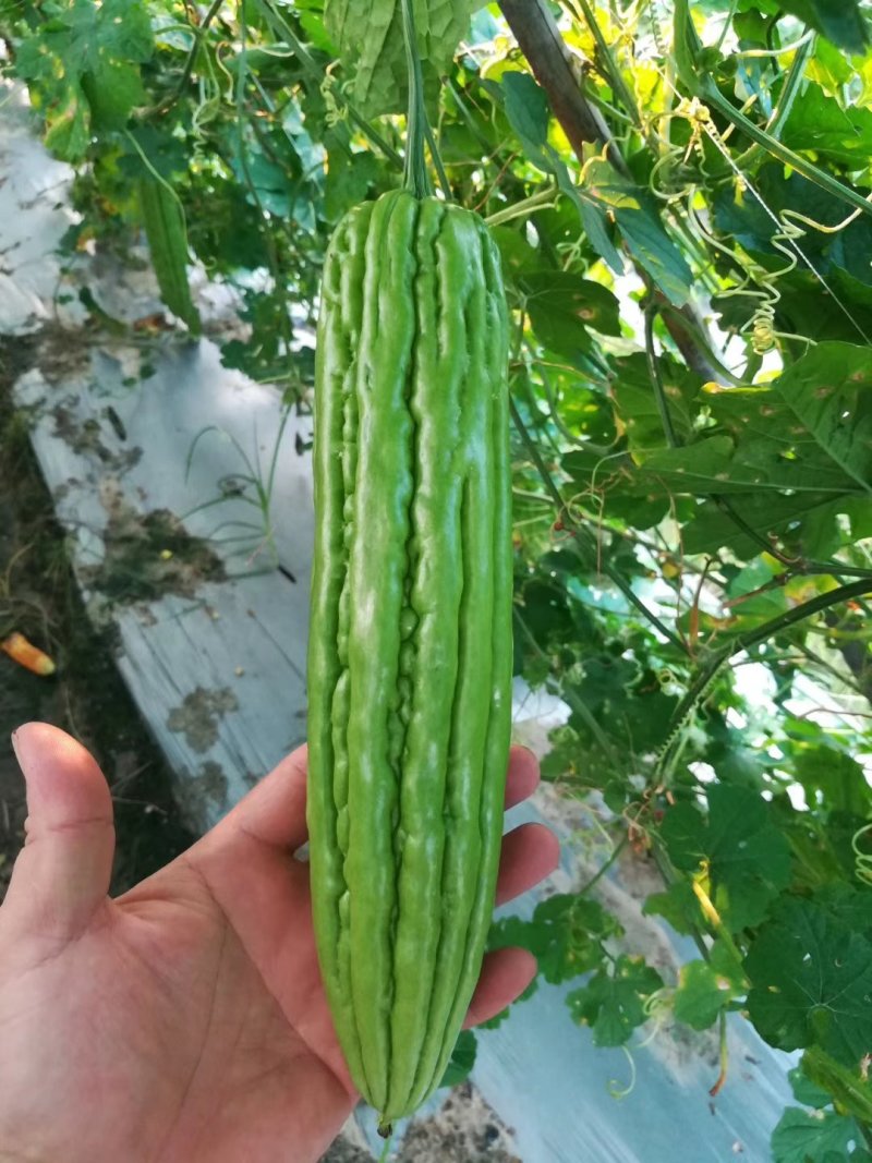 瓜油亮皮色油绿早熟瓜多强丰苦瓜种子泰国引进