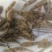 泰国笋壳鱼苗耐饥能力强成*率高效益高