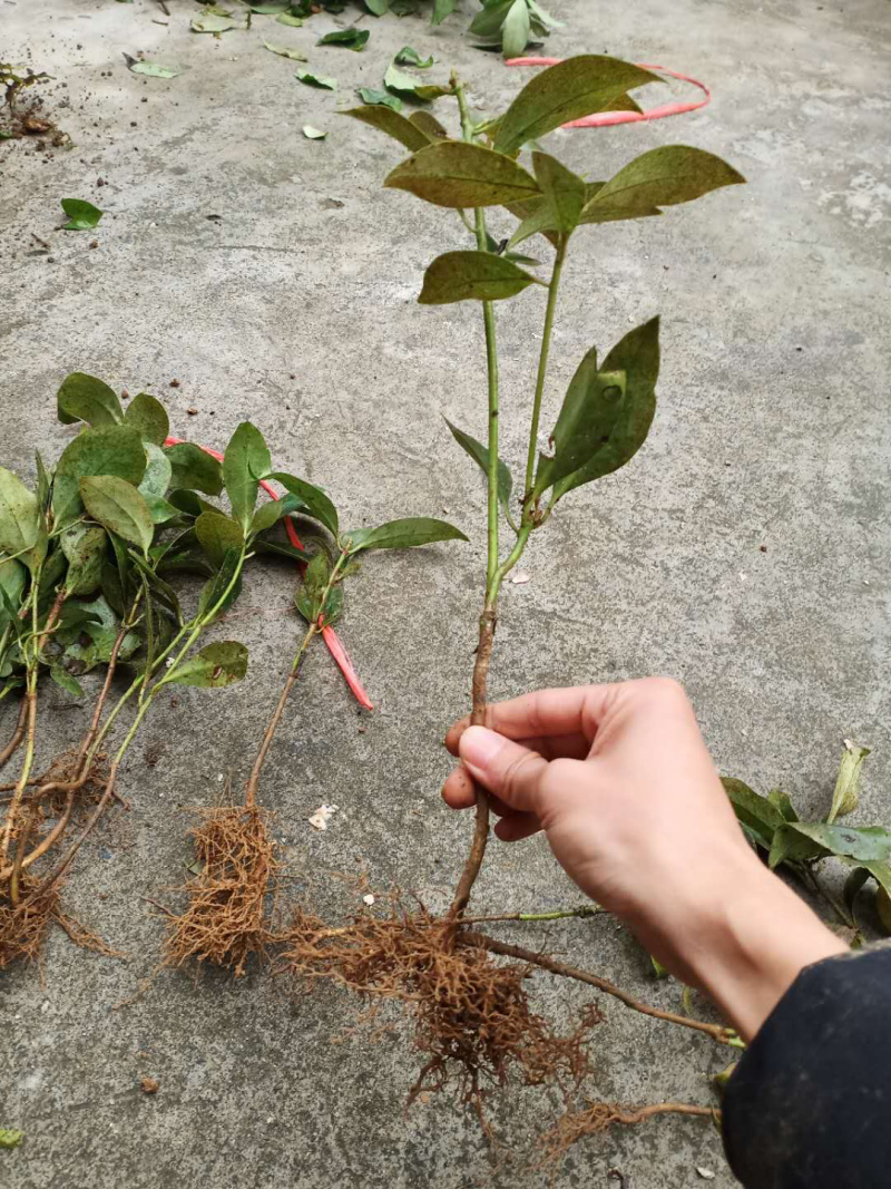 八角实生山地树苗大量现货