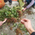 八角实生山地树苗大量现货