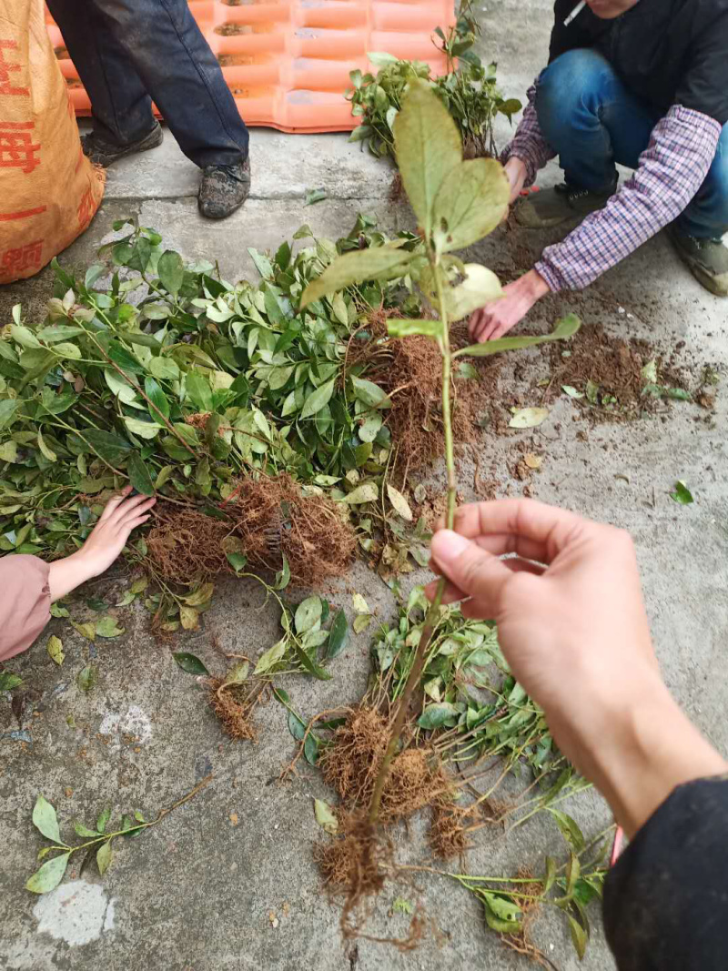 八角实生山地树苗大量现货