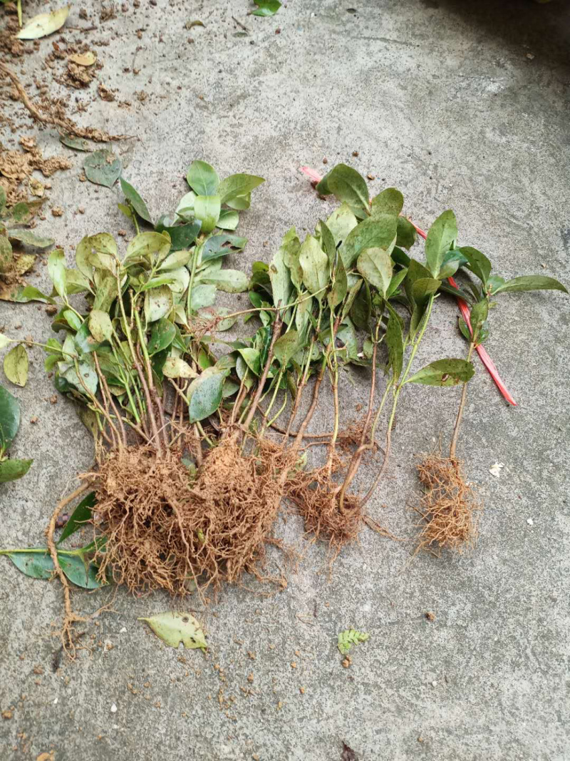 八角实生山地树苗大量现货