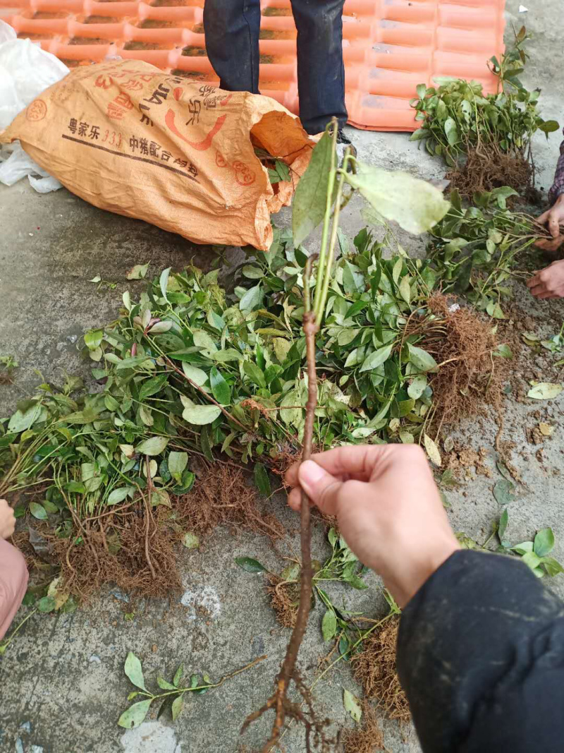 八角实生山地树苗大量现货
